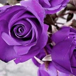 玫瑰-紫 