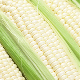 玉米-白玉米 