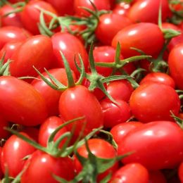 小番茄-玉女 蕃茄