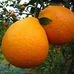 紅柑-美女柑 橘子