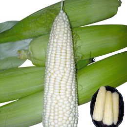 玉米-糯米白