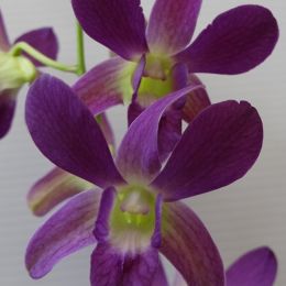 進口石斛蘭-紫 