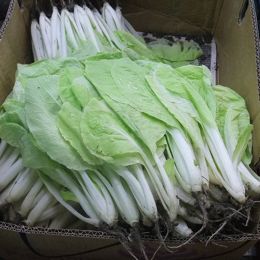 小白菜-蚵仔白 台北市場