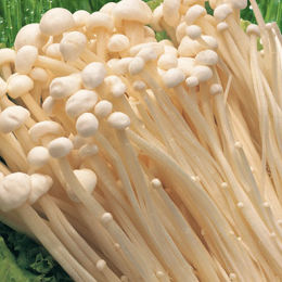 金絲菇-金針菇