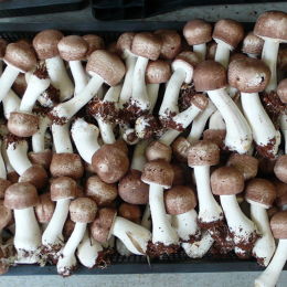 巴西蘑菇-盒裝