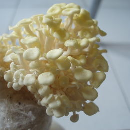 珊瑚菇 